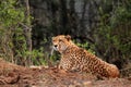 The cheetah Acinonyx jubatus, also as the hunting leopard resting on red soil.Large spotted cat lying on the ground in an Royalty Free Stock Photo