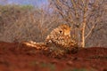 The cheetah Acinonyx jubatus, also as the hunting leopard resting on red soil.Large spotted cat lying on the ground in an Royalty Free Stock Photo