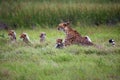 The cheetah Acinonyx jubatus, also known as the hunting leopard, mother with five cubs in the grass Royalty Free Stock Photo