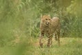 Cheetah Acinonyx jubatus, beautiful cat in captivity at the zoo, big cat walking on grass