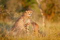 Cheetah, Acinonyx jubatus, beautiful wild cat. Fastest mammal on the land, Botswana, Africa. Cheetah hidden in the forest. Spotted