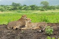 Cheetah (Acinonyx jubatus) brothers searching for prey