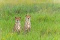 Cheetah (Acinonyx jubatus) brothers searching for prey