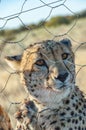 Cheetah, Acinonyx jubatus, in captivity in northern Namibia