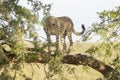 Cheetah climbing in acacia tree