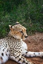 Cheetah, Acinonyx jubatus, close encounter in the Mokolodi Nature Reserve, Gaborone, Botswana Royalty Free Stock Photo