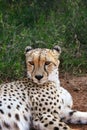 Cheetah, Acinonyx jubatus, close portrait in the Mokolodi Nature Reserve, Gaborone, Botswana Royalty Free Stock Photo