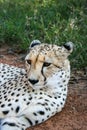 Cheetah, Acinonyx jubatus, close-up in the Mokolodi Nature Reserve, Gaborone, Botswana Royalty Free Stock Photo