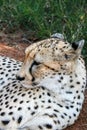 Cheetah, Acinonyx jubatus, close-up portrait in the Mokolodi Nature Reserve, Gaborone, Botswana Royalty Free Stock Photo