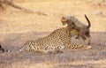 Cheetah (Acinonyx jubatus) cub Royalty Free Stock Photo