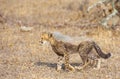 Cheetah (Acinonyx jubatus) cub