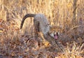 Cheetah (Acinonyx jubatus) cub