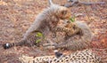 Cheetah (Acinonyx jubatus) cubs Royalty Free Stock Photo