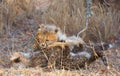 Cheetah (Acinonyx jubatus) cubs Royalty Free Stock Photo