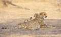 Cheetah (Acinonyx jubatus) cubs Royalty Free Stock Photo