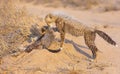 Cheetah (Acinonyx jubatus) cubs Royalty Free Stock Photo