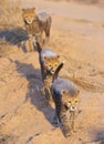 Cheetah (Acinonyx jubatus) cubs Royalty Free Stock Photo