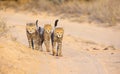 Cheetah (Acinonyx jubatus) cubs