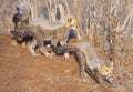 Cheetah (Acinonyx jubatus) cubs Royalty Free Stock Photo