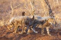 Cheetah (Acinonyx jubatus) cubs Royalty Free Stock Photo