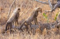 Cheetah (Acinonyx jubatus) cubs Royalty Free Stock Photo