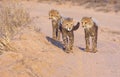 Cheetah (Acinonyx jubatus) cubs Royalty Free Stock Photo