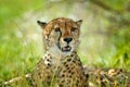 Cheetah, Acinonyx jubatus, detail portrait of wild cat. Fastest mammal on the land, Nxai Pan National Park, Botswana. Wildlife sce