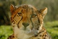 Cheetah, Acinonyx jubatus, detail sun portrait of wild cat, Fastest mammal on land, the cheetah can reach speeds of 60 or perhaps Royalty Free Stock Photo