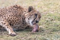 Cheetah eating fresh meat on grass