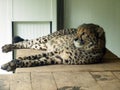 The cheetah Acinonyx jubatus, El guepardo or Gepard - Zoo Ljubljana Zivalski vrt Ljubljana, Slovenia Slovenija Royalty Free Stock Photo