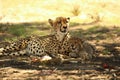 Cheetah Acinonyx jubatus family, mother with cute baby after hunt eating springbok