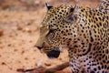 Cheetah captured in Namibia