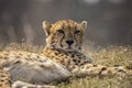 Cheetah, Acinonyx jubatus. Predator and fast Royalty Free Stock Photo