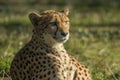 Cheetah, Acinonyx jubatus. Predator and fast Royalty Free Stock Photo