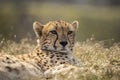 Cheetah, Acinonyx jubatus. Predator and fast Royalty Free Stock Photo