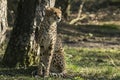 Cheetah, Acinonyx jubatus. Predator and fast Royalty Free Stock Photo