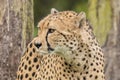 Cheetah, Acinonyx jubatus. Predator and fast Royalty Free Stock Photo