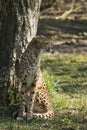 Cheetah, Acinonyx jubatus. Predator and fast Royalty Free Stock Photo