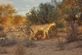 he cheetah Acinonyx jubatus feline with her cub walking across the sand in Kalahari desert. Royalty Free Stock Photo