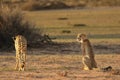 The cheetah Acinonyx jubatus feline with her cub walking across the sand in Kalahari desert in the evening sun Royalty Free Stock Photo