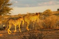 The cheetah Acinonyx jubatus feline with her cub walking across the sand in Kalahari desert Royalty Free Stock Photo