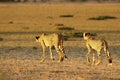 The cheetah Acinonyx jubatus feline with her cub walking across the sand in Kalahari desert in the evening sun Royalty Free Stock Photo
