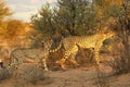 The cheetah Acinonyx jubatus feline with her cub walking across the sand in Kalahari desert in the evening sun Royalty Free Stock Photo