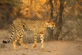 The cheetah Acinonyx jubatus feline walking across the sand in Kalahari desert Royalty Free Stock Photo