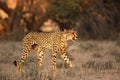 The cheetah Acinonyx jubatus feline walking across the sand way. Royalty Free Stock Photo