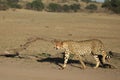 The cheetah Acinonyx jubatus feline walking across the sand way in Kalahari desert. Royalty Free Stock Photo