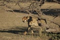 The cheetah Acinonyx jubatus feline walking across the sand way in Kalahari desert. Royalty Free Stock Photo
