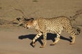 The cheetah Acinonyx jubatus feline walking across the sand way in Kalahari desert. Royalty Free Stock Photo