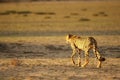The cheetah Acinonyx jubatus feline walking across the sand way in Kalahari desert in the evening sun Royalty Free Stock Photo