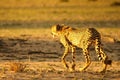 The cheetah Acinonyx jubatus feline walking across the sand way in Kalahari desert in the evening sun Royalty Free Stock Photo